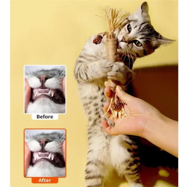 1/2/5/10PCS Pet Toy Natural Matatabi Pet Cat Snacks Stick Cleaning Tooth Catnip Cat Toys Actinidia Silvervine For Cats Accessory - Image 2