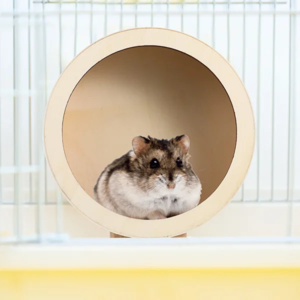 Small Pet Exercise Equipment Run Disc Wheel Running Toe and Nail Training for Pets Bamboo Non Hamster - Image 2